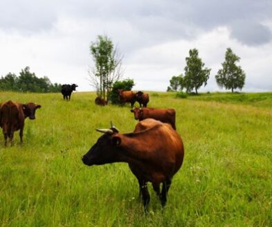 A group of brown cows grazes on a lush green hilltop under a cloudy sky. The field is dotted with small trees and bushes, and the landscape is open and expansive, with a few trees lining the horizon. The scene is peaceful and natural.