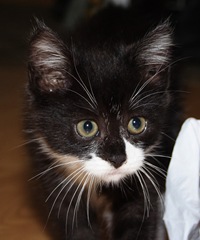 pussy